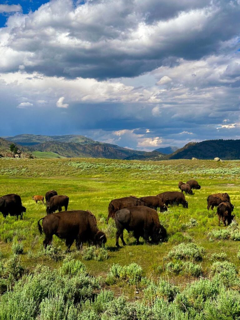 Yellowstone National Park Ticket Price